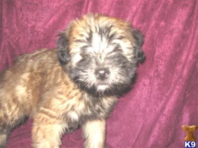 Soft Coated Wheaten Terrier Puppies for Sale