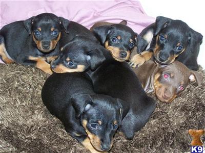 Puppies in MT