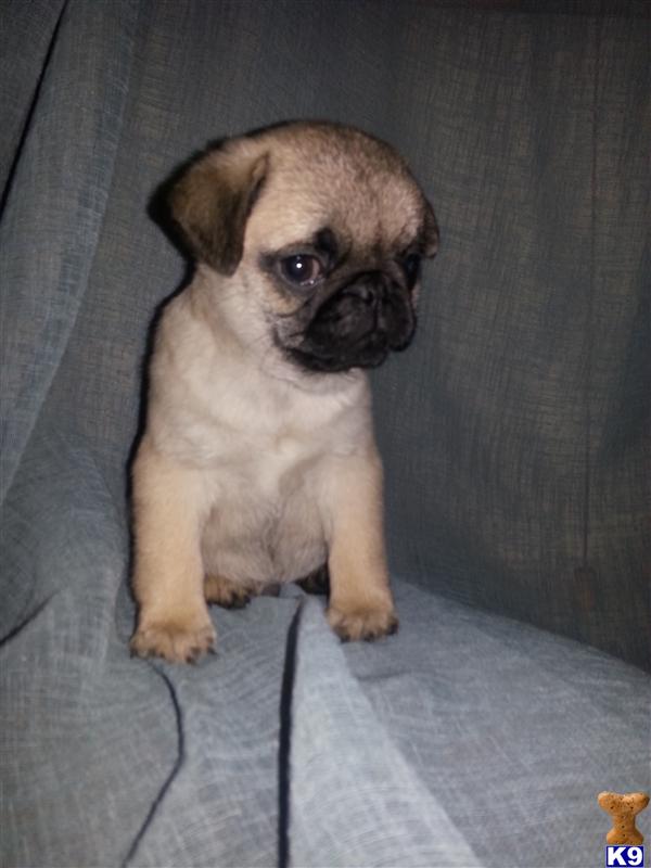 pugs for sale in south dakota document moved pugs for sale in south dakota document moved