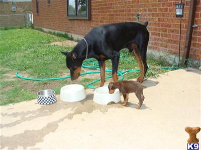 Doberman Pinscher Puppies in TX
