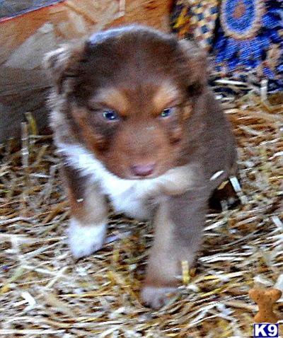 Puppies in NM