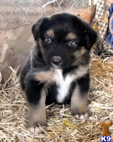 Puppies in NM