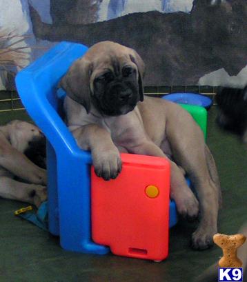 Puppies in ND