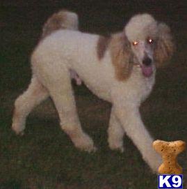 Dogs for Sale in OH