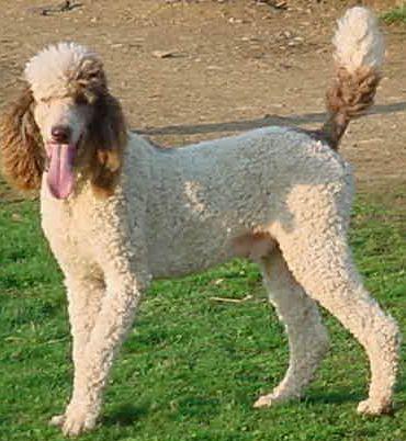 Dogs - Poodle