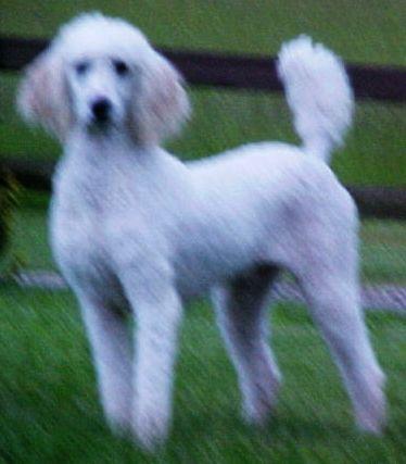 Dogs - Poodle