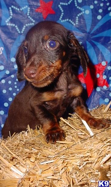 Dachshund Puppies for Sale