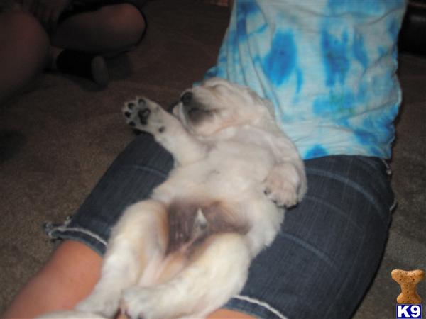 Puppies in AZ