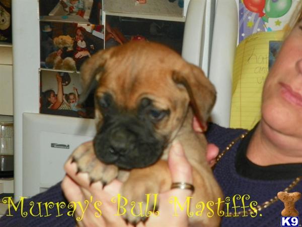 Bullmastiff Puppies