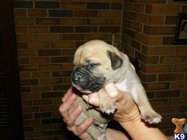 Bullmastiff Puppies