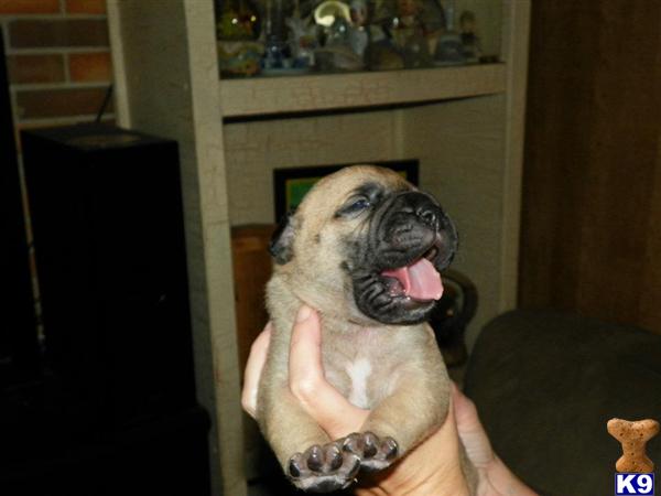 Bullmastiff Puppies