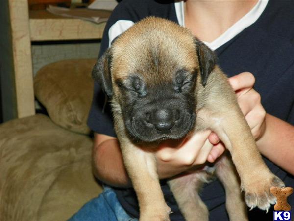 bullmastiff puppies for sale ny bullmastiff puppy for sale new york ny breeds picture bullmastiff puppies for sale ny bullmastiff puppy for sale new york ny breeds picture