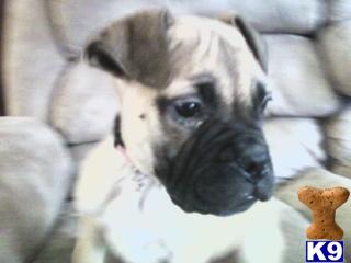 Puppies in AL