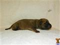 Bullmastiff