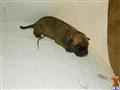 Bullmastiff