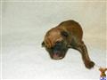 Bullmastiff