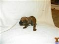 Bullmastiff