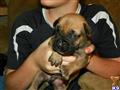 Bullmastiff