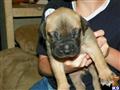 Bullmastiff
