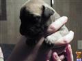 Bullmastiff