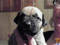 Bullmastiff