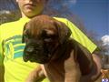 Bullmastiff