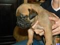 Bullmastiff