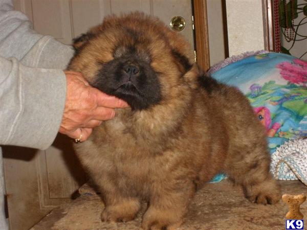 Chow Chow Puppies