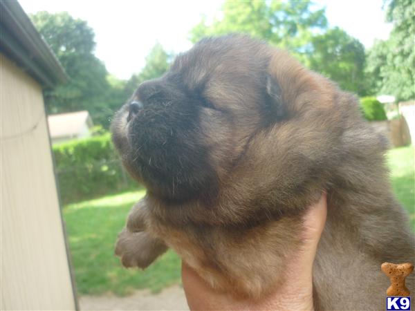 Chow Chow Puppies
