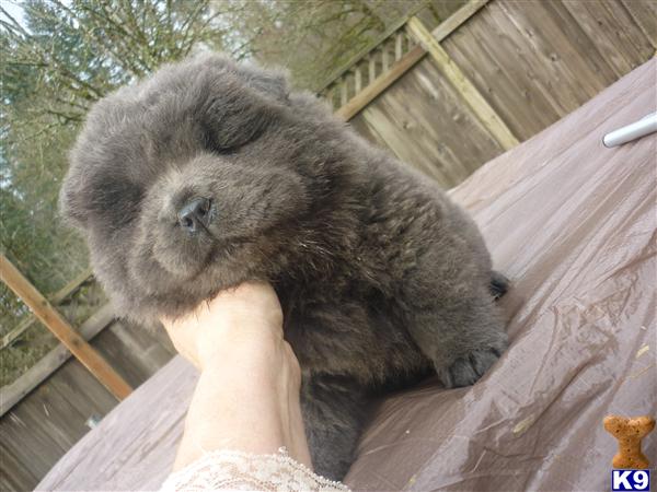 Chow Chow Puppies