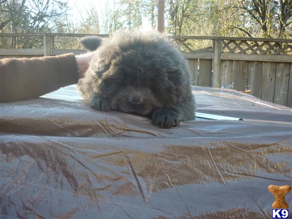 Puppies in OR