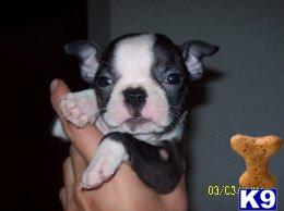 Boston Terrier Puppies for Sale