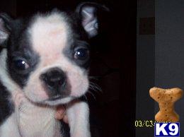 Boston Terrier Puppies for Sale