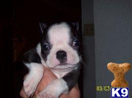 Boston Terrier Puppies for Sale