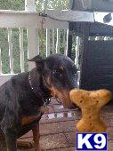 Dogs - Doberman Pinscher