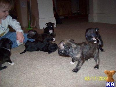 Pug Puppies for Sale
