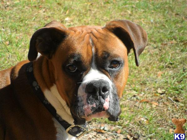 Stud Dogs - Boxer