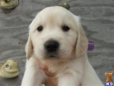Golden Retriever Puppies in FL