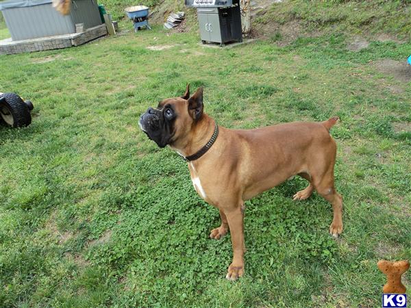 Stud Dogs in VA