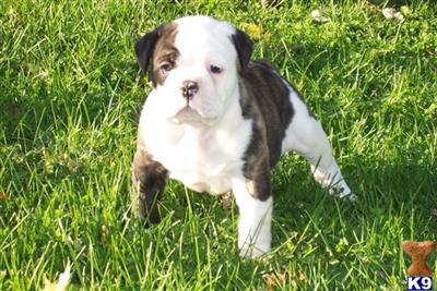 Old English Bulldog Puppies for Sale