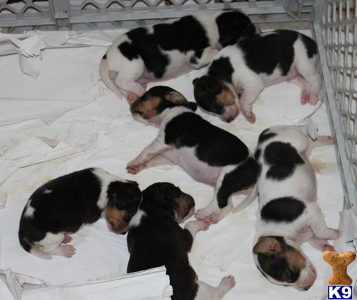 Beagle Puppies