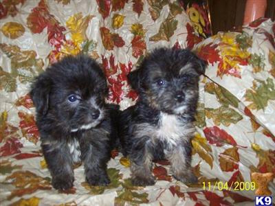 Hypoallergenic Dogs