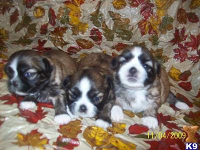 Shih Tzu Puppies for Sale