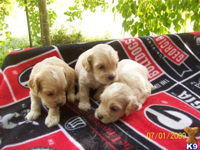 Cockapoos Puppies for Sale
