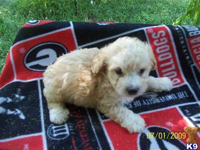 Puppies in GA