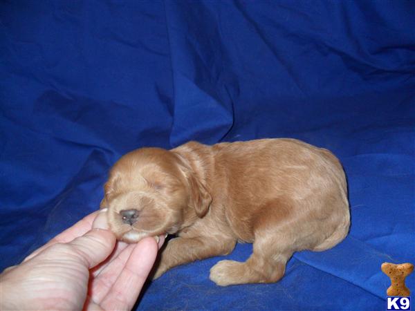 Cockapoos Puppies