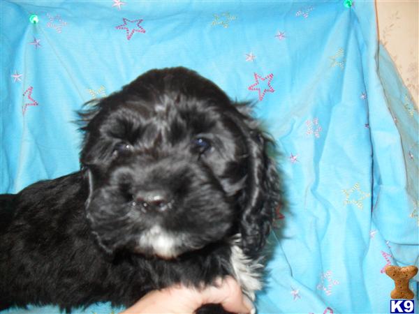 Cockapoos Puppies