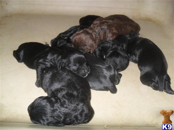 Cockapoos Puppies