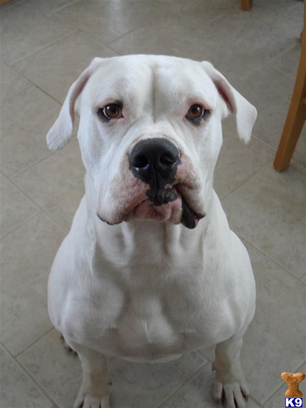 Stud Dogs in CA