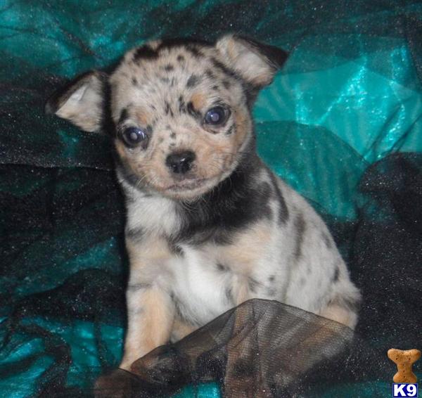 Puppies in AR